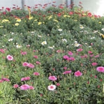 Chrysanthemum Frutescens, Margarites de Diferents Colors